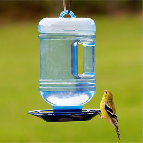 Bird drinking from the Water Cooler Bird Waterer, a feeder providing 1.5 quarts of fresh water, featuring an ergonomic handle for easy filling and carrying.