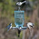 Mason Jar Wild Bird Waterer with songbirds perched, using the blue glass feeder suspended by chain, showcasing its ability to attract birds in compact spaces.