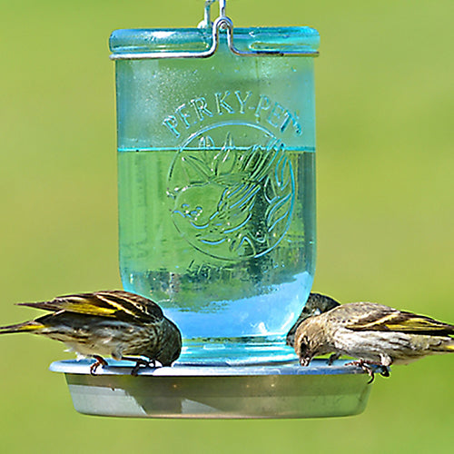 Mason Jar Wild Bird Waterer with birds drinking from the feeder, featuring a blue glass bottle and metal base.