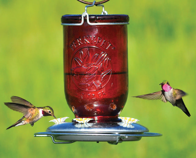 Red Mason Jar Hummingbird Feeder with multiple feeding ports, metal perch, and hanger. Hummingbirds feeding from the red glass container.