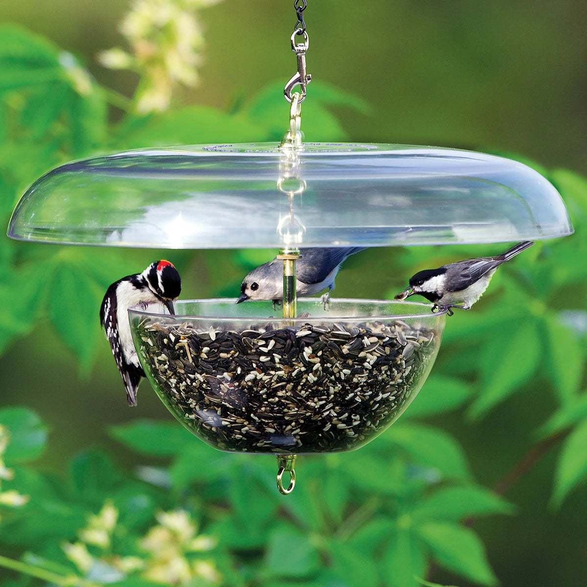 Duncraft Squirrel-Proof Tilt-Top Feeder with birds feeding under a clear, domed baffle, mounted on a metal pole to prevent squirrel access.