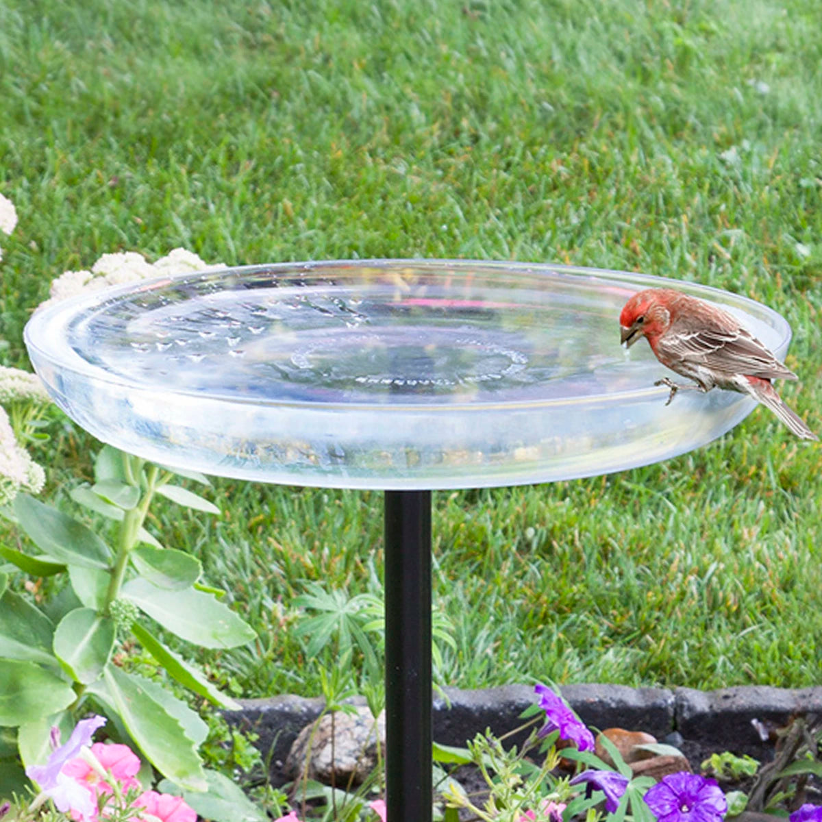 Duncraft Clear Bird Bath with Post featuring a bird perched on the basin rim, set in an outdoor garden. Clear plastic basin and black sectional pole included.