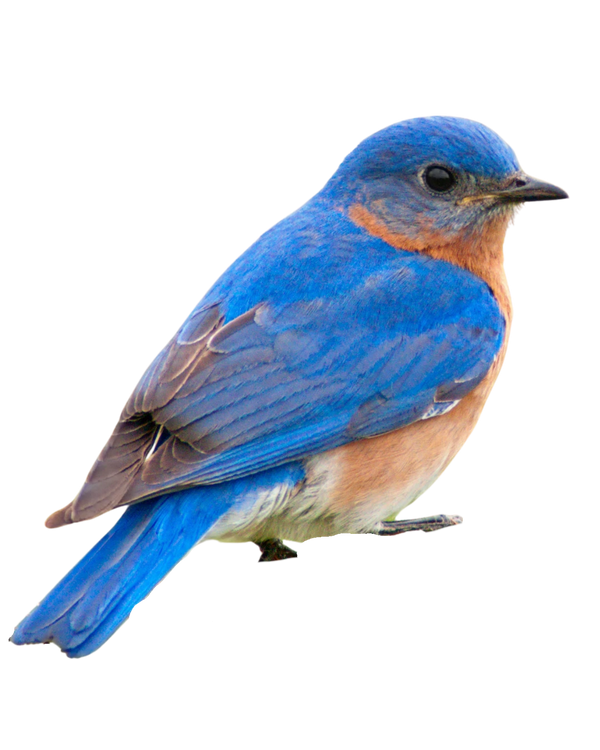 Eastern bluebird with vivid blue wings and a rusty-orange breast.
