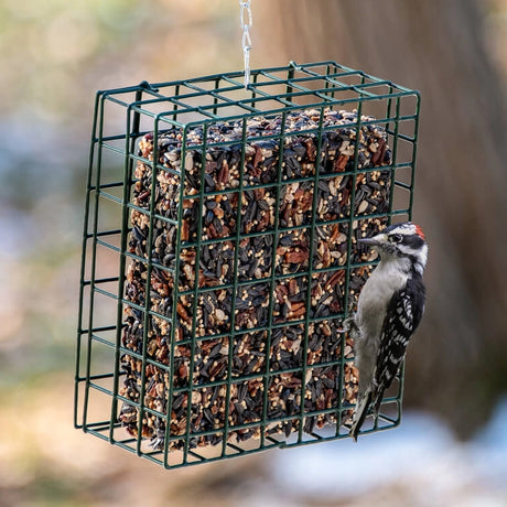 Mr. Bird Large Seed & Suet Block Cage with sturdy chain, featuring a male downy woodpecker pecking at seeds in the durable wire grid feeder.