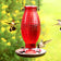 Red Hobnail Hummingbird Feeder with textured glass, metal tray, and flower-shaped ports, surrounded by hummingbirds, showcasing its capacity to attract and feed them.