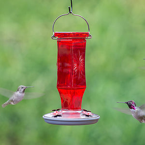 Vintage Ruby Starburst Hummingbird Feeder with four feeding ports, red glass reservoir, and nickel-finished hanger, attracting hummingbirds near the feeder.