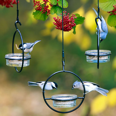 Sphere Glass Dish Feeders, set of 3, showing birds eating from a durable, versatile feeder with a recycled glass dish and black powder-coated steel frame.