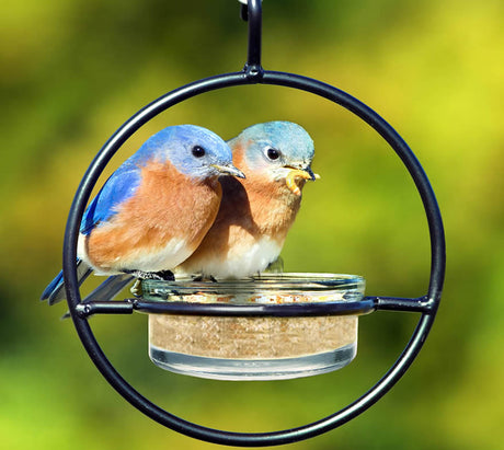 Bluebird Feeder & Sphere: Two bluebirds perched on a clear dish feeder, framed by a durable steel structure designed for easy cleaning and refilling.