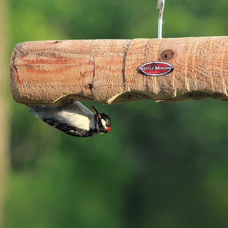 Downy woodpecker feeding upside down from the underside of a hanging cedar log feeder.