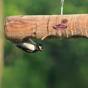 Downy woodpecker feeding upside down from the underside of a hanging cedar log feeder.