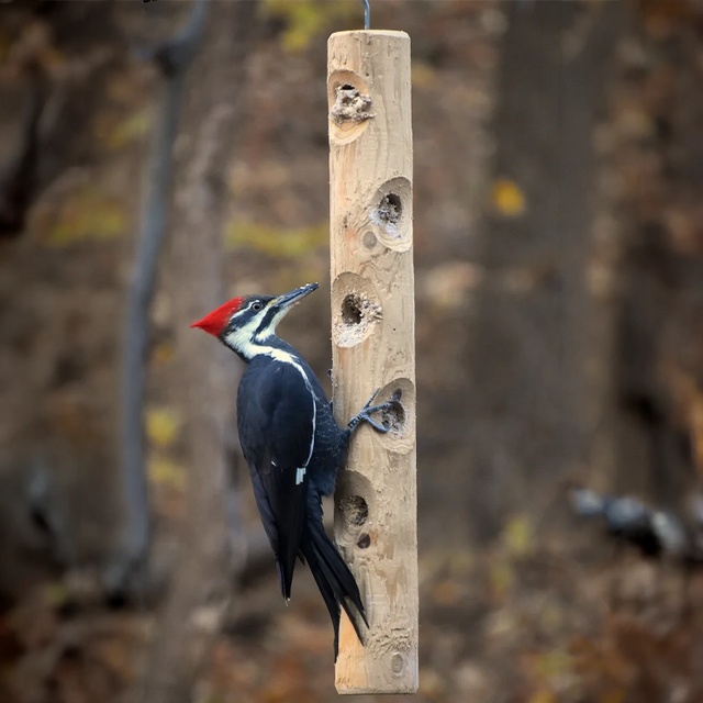 Pileated woodpecker feeding from a hanging cedar log suet feeder in a woodland setting.