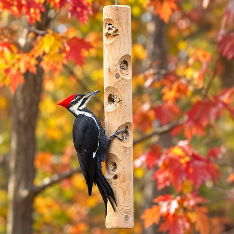 Pileated woodpecker feeding from a hanging cedar log suet feeder in a woodland fall setting.