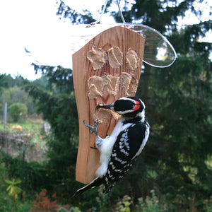 Downy woodpecker clinging to a cedar bark butter feeder filled with spreadable bird food.