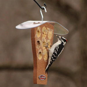Downy woodpecker clinging to a bark butter feeder filled with high-energy spread for backyard birds.
