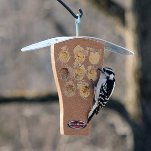 Woodpecker enjoying bark butter from a weather-protected hanging feeder designed for clinging species.