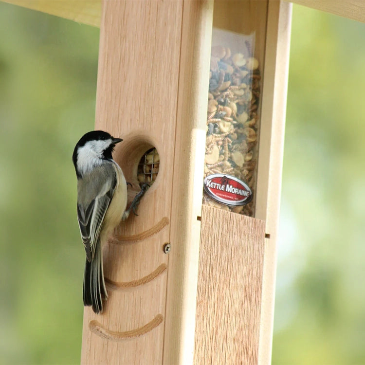 Black-capped chickadee accessing mealworms from a hanging cedar bird feeder.