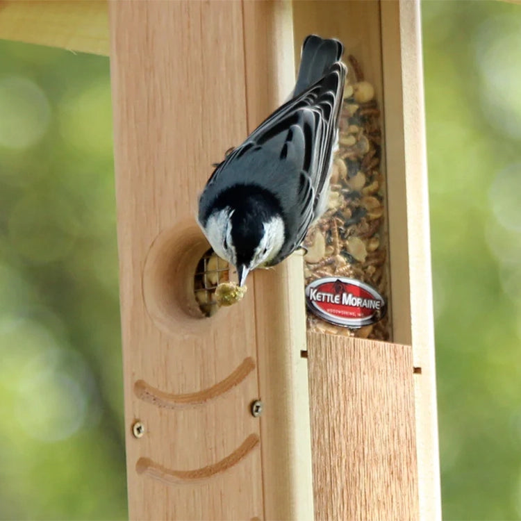 White-breasted nuthatch removing a mealworm from a cedar hanging feeder.