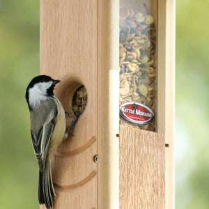 Black-capped chickadee accessing mealworms from a hanging cedar bird feeder.