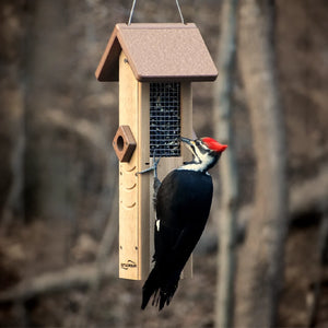 Pileated woodpecker feeding from a hanging sunflower seed feeder with tail-prop design.