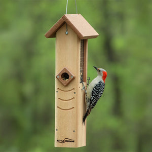 Red-bellied woodpecker clinging to a hanging sunflower seed feeder with protective wire mesh.