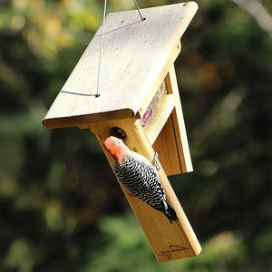 Red-bellied woodpecker feeding from a hanging cedar tail-prop bird feeder outdoors.