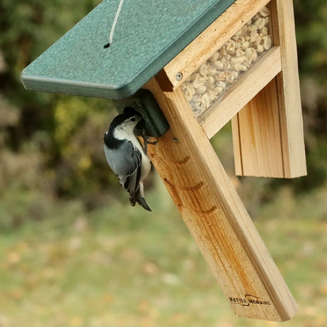 White-breasted nuthatch feeding from a hanging tail-prop peanut feeder filled with shelled peanuts.