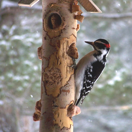 Tree Icing Suet Spread on a tree trunk, attracting a black and white woodpecker. High-energy bird feeder made of suet and peanut butter.