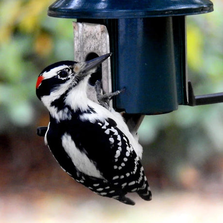 Downy Woodpecker on PestOff Squirrel Proof Green Metal Mixed Seed/Sunflower Feeder, showcasing its spring-loaded, squirrel-deterring perches and clear seed tube.