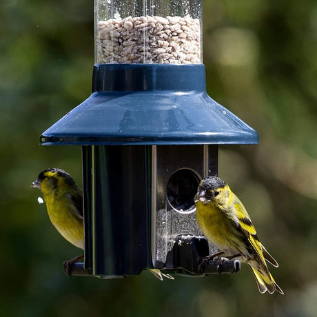 PestOff Squirrel Proof Green Metal Mixed Seed/Sunflower Feeder with two finches feeding, showcasing spring-loaded perches that prevent squirrel access.