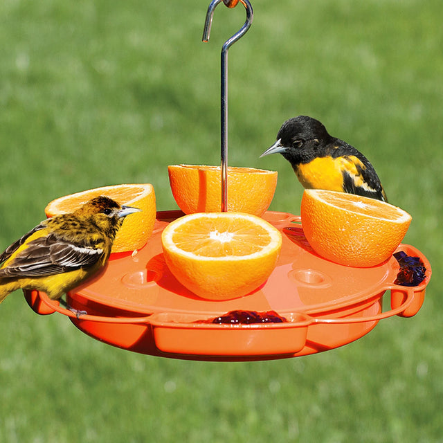 Ultimate Oriole Feeder with birds eating orange halves on built-in perches, featuring multiple feeding ports and an ant moat.