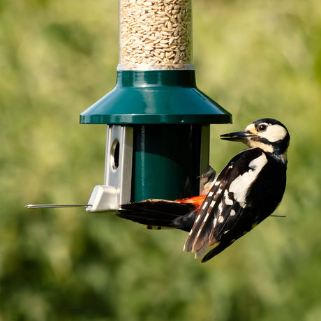 PestOff Squirrel Proof Bird Feeder 2.0 with woodpecker feeding, featuring clear tube, green metal base, and spring-operated perches to deter squirrels.