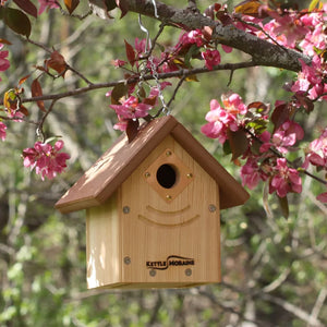 Compact cedar birdhouse hanging among spring blossoms, providing a safe nesting site for backyard songbirds.