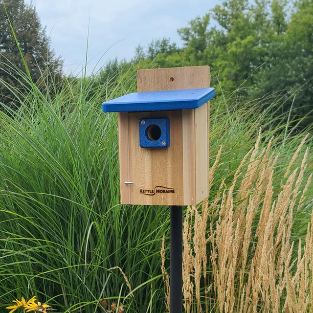 Cedar chickadee and wren nest box with blue recycled plastic roof mounted in a garden setting.