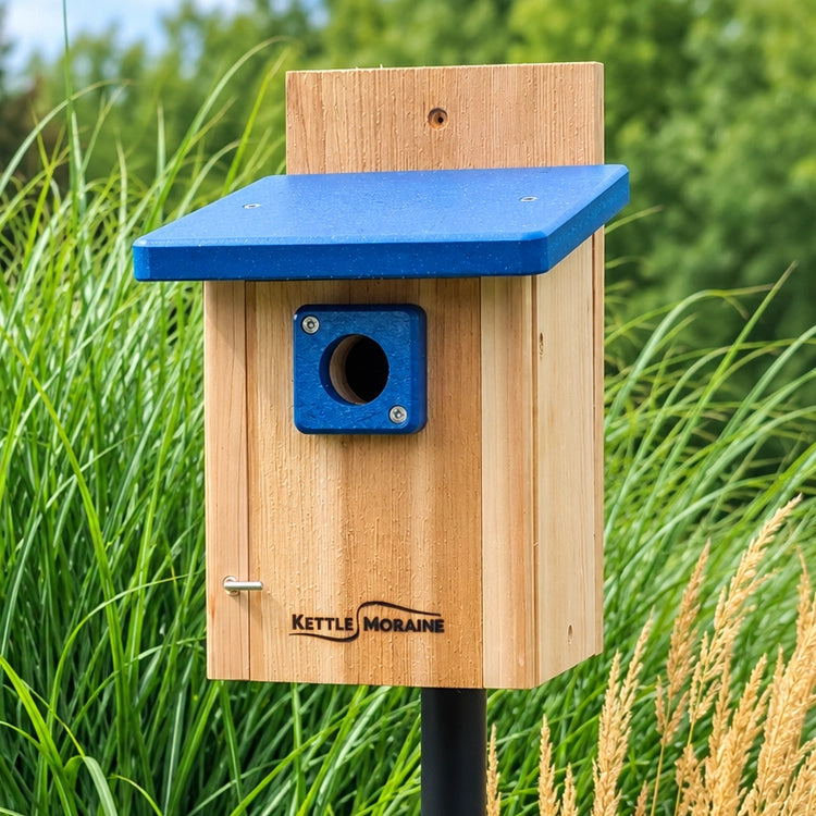 Cedar chickadee and wren nest box with blue recycled plastic roof mounted in a garden setting.