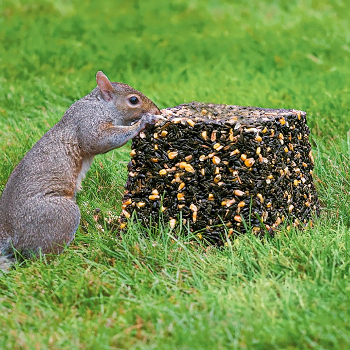 Squirrel nibbling on Jumbo Critter Block made of sunflower seeds and corn, designed to attract wildlife and keep them away from bird feeders.