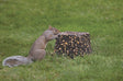 Squirrel interacting with a Jumbo Critter Block on the ground, a square bird seed feeder designed to keep wildlife away from traditional bird feeders.