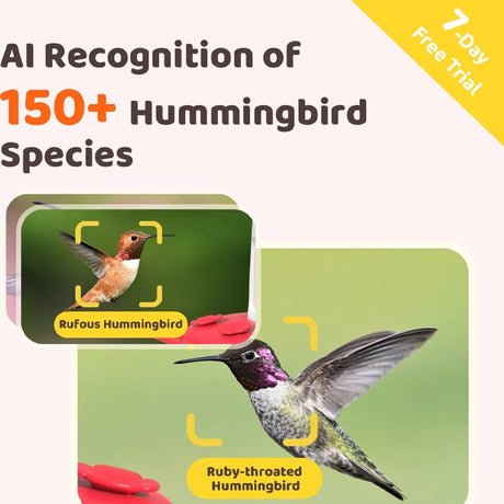 Birdfy Ruby Hummingbird Feeder with Camera featuring AI detection of Rufous and Ruby-throated hummingbirds, offers a 7-day trial for species recognition.