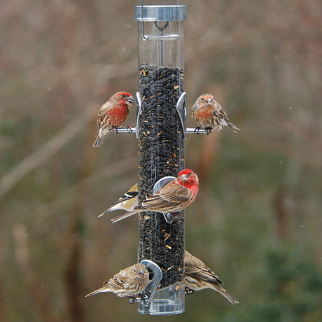 Droll Yankees 16 Classic Sunflower Bird Feeder with Ring Pull, featuring multiple feeding birds and six ports for easy cleaning and viewing seed levels.