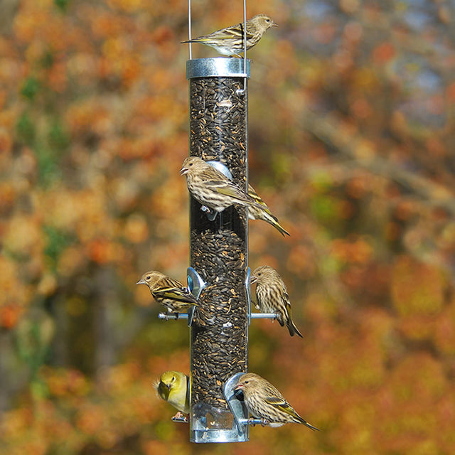 Droll Yankees 16 Classic Sunflower Bird Feeder with Ring Pull, featuring six feeding ports, shown attracting multiple birds on a feeder for easy backyard bird watching.