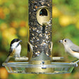 Aspects Round Seed Tray attached to bird feeder, catching scattered seed. Two birds perched on the feeder, utilizing built-in perching space.