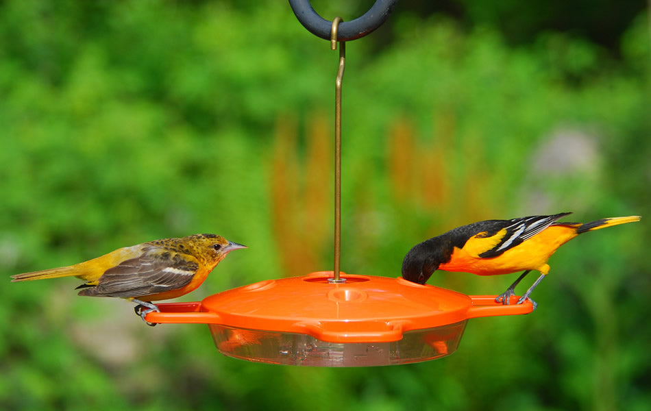 Aspects Oriole Feeder with two orioles perched on it, featuring four feeding ports and a built-in ant moat for clean nectar.