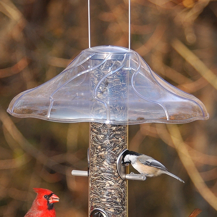 Birds perched on a clear bird feeder with a blurred natural background