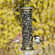 Aspects Antique Brass 2 Port Tube Feeder with birds on it, showing clearview plastic tube and two feeding ports.