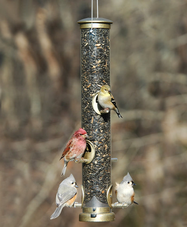 Aspects Antique Brass 6 Port Tube Feeder with birds feeding, showing clear plastic tube, six feeding ports, and a sturdy metal design.