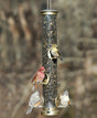 Aspects Antique Brass 6 Port Tube Feeder with birds feeding, showing clear plastic tube, six feeding ports, and a sturdy metal design.