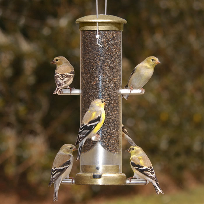 Aspects Antique Brass 6 Port Finch Tube Bird Feeder – Duncraft