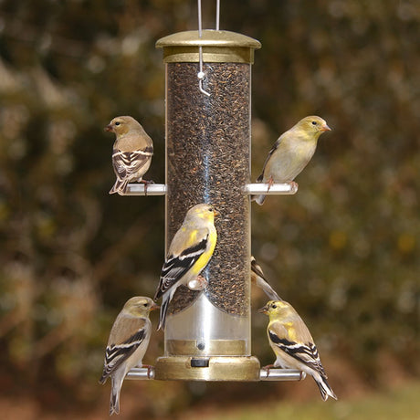 Aspects Antique Brass 6 Port Finch Tube Feeder with finches feeding on multiple perches, showcasing its durable metal build and clearview plastic tube.