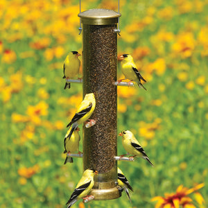 Aspects Finch Antique Brass Tube Feeder with multiple yellow birds perched, showcasing its eight feeding ports and clear plastic tube for seed visibility.