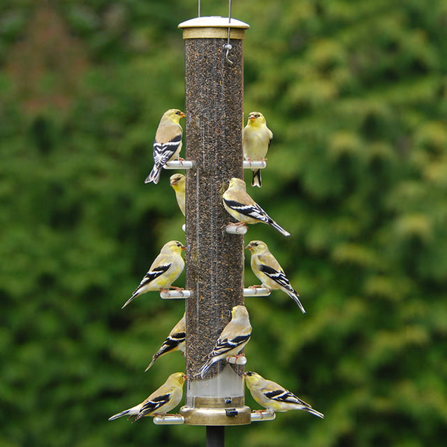 Aspects Antique Brass 10 Port Finch Tube Feeder with multiple birds feeding, featuring a sturdy design, clear plastic tube, and 10 perching areas for finches.