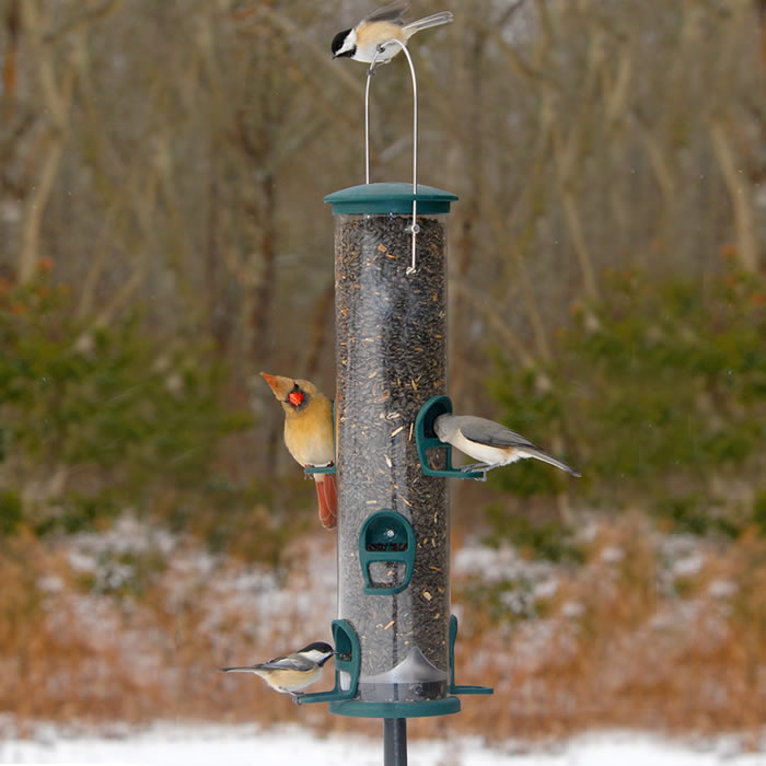 Aspects Spruce Big Tube Feeder: Birds feeding on a sturdy tube feeder with six ports, clear plastic tube, and quick-release bottom tray.